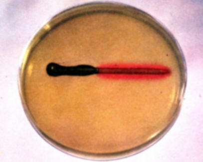 The red color develops along the copper surface because it is performing as a cathode and the blue color develops on the bare iron surface that is the anode in the copper-iron galvanic couple.