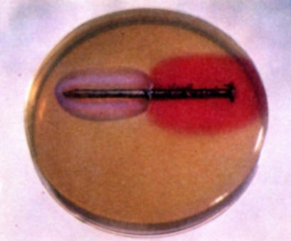  In this instance no blue coloration appears because zinc is more active than iron and performs as the anode in the zinc-iron galvanic couple.